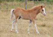 Veulen (ml) Welsh Pony (Section A) Te koop 2025 Koffie vos ,  IZ PERFECT DU KRYSTAL