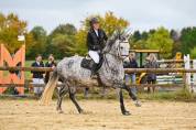 Merrie Connemara Te koop 2018 Schimmel