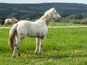 Pouliche Appaloosa Fondation