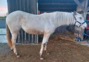 Pouliche Appaloosa Fondation