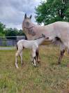 Pouliche Appaloosa Fondation