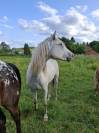 Pouliche Appaloosa Fondation
