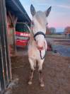 Pouliche Appaloosa Fondation
