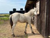 Pouliche Appaloosa Fondation