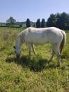 Pouliche Appaloosa Fondation