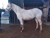 Pouliche Appaloosa Fondation