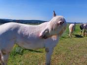Pouliche Appaloosa Fondation