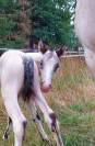 Pouliche Appaloosa Fondation