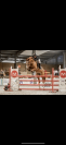 Cheval à vendre 
