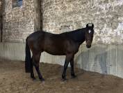 Demi-pension – trotteur de 4 ans – Écurie à Chaumont