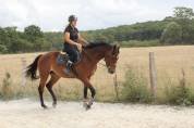 Jument 4 ans sf pour amateur, gentille et facile