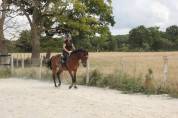 Jument 4 ans sf pour amateur, gentille et facile
