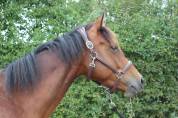 Jument 4 ans sf pour amateur, gentille et facile