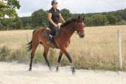 Jument 4 ans sf pour amateur, gentille et facile