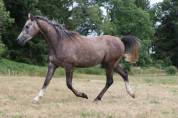 Cheval 