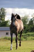 Cheval 