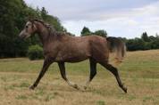 Cheval 