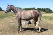Cheval 
