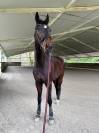 9 y/o Oldenburg Gelding,