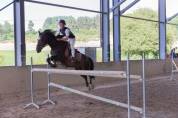 Poney à  la recherche de son nouveau pilote ! 