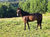 Poney à  la recherche de son nouveau pilote ! 