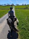 Poney à  la recherche de son nouveau pilote ! 