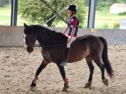 Poney à  la recherche de son nouveau pilote ! 