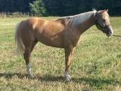 Cavallo Palomino 