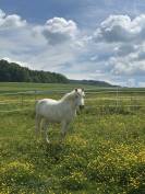 Cheval Camargue 