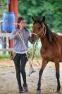 Jeune jument pour loisirs