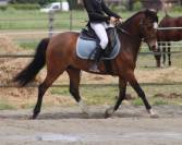 poney pfs 4 ans