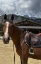 Cheval à vendre 