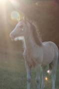 Pouliche welsh