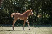 Pouliche Halifax VH Kluizebos X Diamant de Semilly