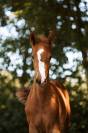 Pouliche Halifax VH Kluizebos X Diamant de Semilly