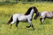 Ponette B bleu rouan 1 an loisir, compétition élevage