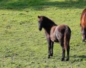 Ponette B bleu rouan 1 an loisir, compétition élevage