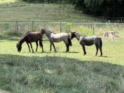Ponette B bleu rouan 1 an loisir, compétition élevage