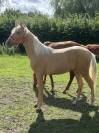 Poulains Pure Race Espagnole 16 mois