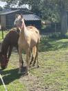Poulains Pure Race Espagnole 16 mois