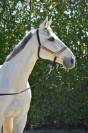 Hongre SF - 11 ans - CCE