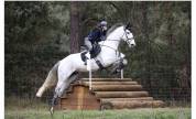 Hongre SF - 11 ans - CCE