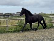 Frison plein papiers 3 ans