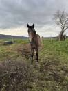 Pouliche 2ans