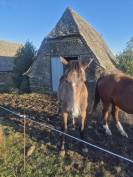 Pouliche 2ans
