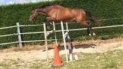 Vente cheval 2 ans z