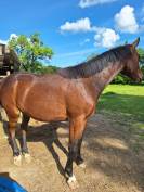 Vente cheval 2 ans z