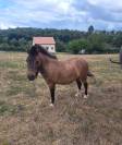 Poney hongre top
