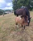 Poney hongre top