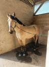 Propose Demi-Pension – Cheval, OC (espagnol/crème)